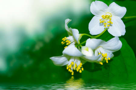 White jasmine. The branch delicate spring flowers. natureの写真素材