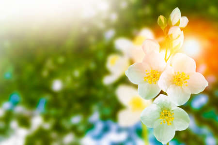 White jasmine. The branch delicate spring flowers. natureの写真素材