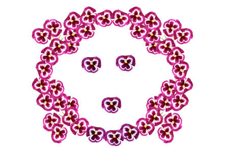 frame. Bright colorful pansy flowers isolated on white background.の写真素材