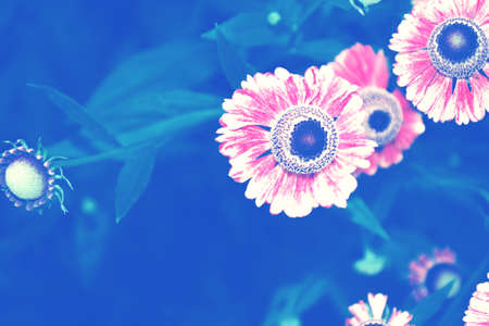 Nature. Colorful bright flowers marigold against the background of the summer landscape.