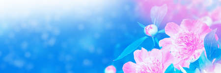 Colorful peony flowers on a background of the summer landscape. natureの写真素材