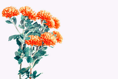 Colorful autumn flowers of chrysanthemum on a white background. natureの写真素材