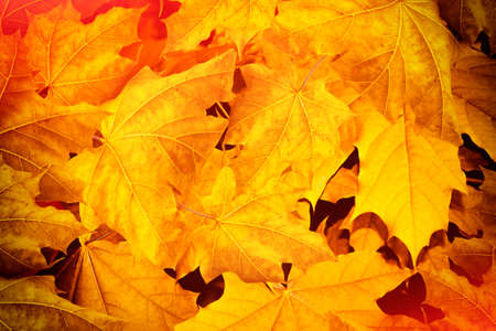 Blurred. autumn landscape with bright colorful leaves. Indian summer. foliage.