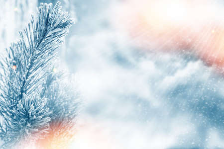 Frozen winter forest with snow covered trees. Coniferous spruce branch. outdoor