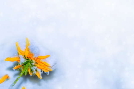 Beautiful flower in the snow and frost in the winter garden. Natural backgroundの写真素材