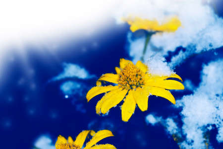 Beautiful flower in the snow and frost in the winter garden. Natural backgroundの写真素材