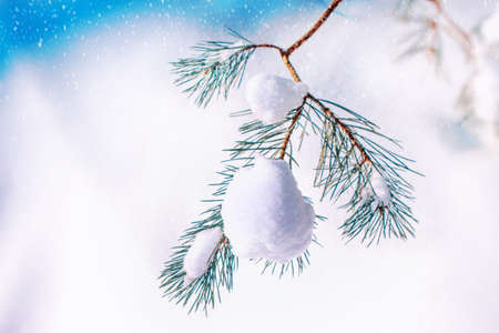 Frozen winter forest with snow covered trees. Coniferous spruce branch. outdoor