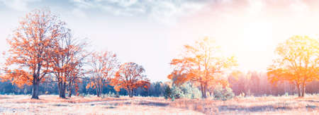 Blurred. autumn fall leaves forest colorful foliage. Indian summer.の写真素材