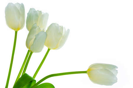 Bouquet. Greeting card. spring flowers tulips isolated on white background. floral collection.の写真素材