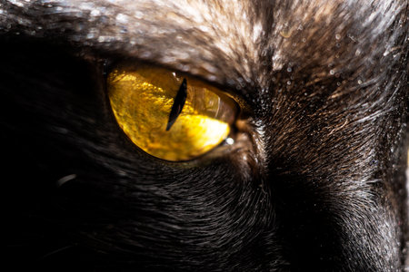 Black cat with yellow eyes. Pet. Portrait.の写真素材
