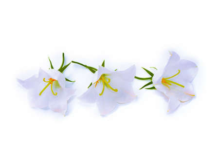 Bright bell flowers isolated on white background. natureの写真素材