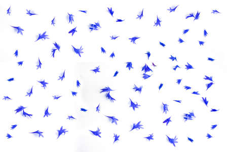 petals. Wild flower cornflower isolated on white background. Natural floral background of blue...
