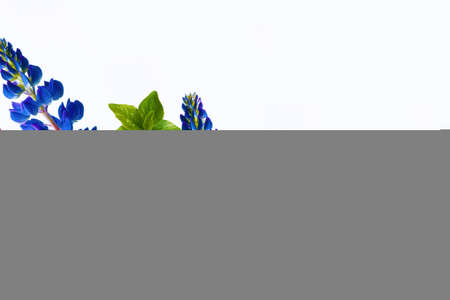 Natural floral background of vibrant flowers. summer wildflower bud. Natureの写真素材