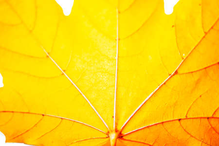 Autumn maple leaf close up. Texture. natural background.の写真素材