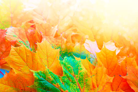 autumn landscape with bright colorful leaves. Indian summer. foliage.の写真素材