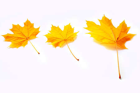 Bright autumn maple leaf on a white background. foliage. Fall concept