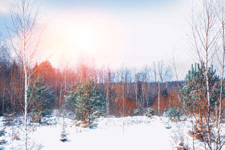 Frozen winter forest with snow covered trees. outdoor