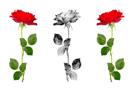 Five red roses on a white background. Holiday greeting card.の写真素材