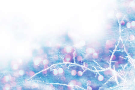 Frozen winter forest with snow covered trees. outdoor. Festive Christmas card.