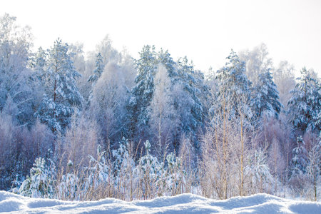 Frozen winter forest with snow covered trees. outdoor