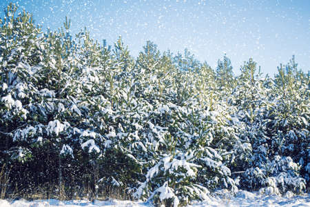 Frozen winter forest with snow covered trees. outdoor
