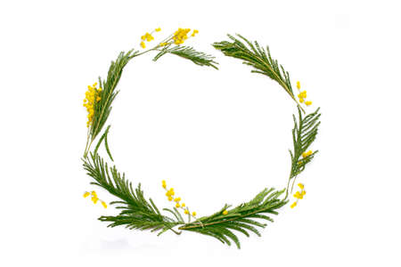 Bush of yellow spring flowers mimosa. isolated on white background.の写真素材