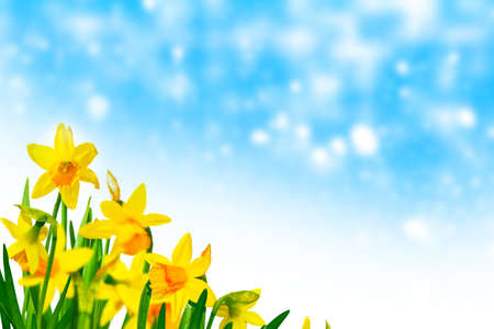 Bright and colorful flowers of daffodils on the background of the spring landscapeの写真素材