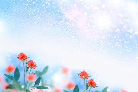 Nature. Blooming purple clover flower. macro photography on a summer sunny day. Close-up photography trefoil flower in summertime.の写真素材