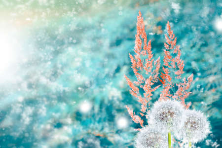 Fluffy dandelion flower against the background of the summer landscape. wildflowerの写真素材