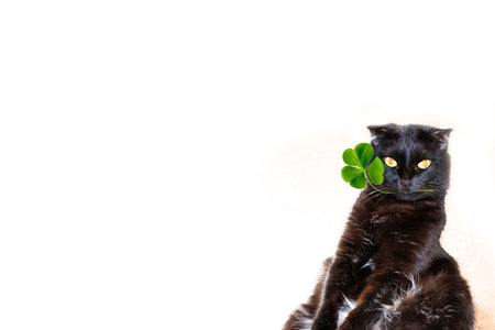 green clover leaves. A black cat holds a sprig of green clover in its mouth. St.Patrick's Dayの写真素材
