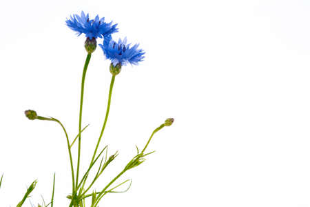 Wild flower cornflower isolated on white background. wildflowerの写真素材