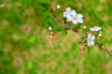 nature. Blossoming branch cherry. Bright colorful spring flowersの写真素材