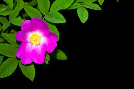 Rosehip flowers with leaf isolated on black background. nature
