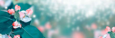 Blossoming branch apple. Bright colorful spring flowers. Beautiful nature sceneの写真素材