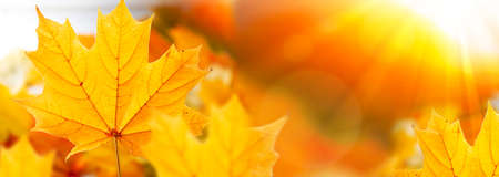 autumn landscape with bright colorful leaves. Indian summer. foliage.