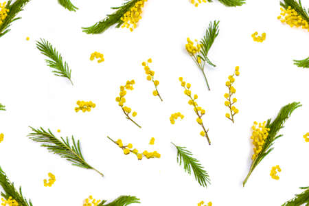 Bush of yellow spring flowers mimosa. isolated on white background. compositionの写真素材