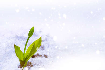 nature. tulip flower growing in snow in early spring garden