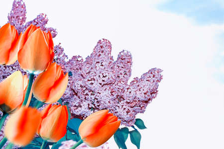 Natural floral background of spring bright flowers. tulip, lilac