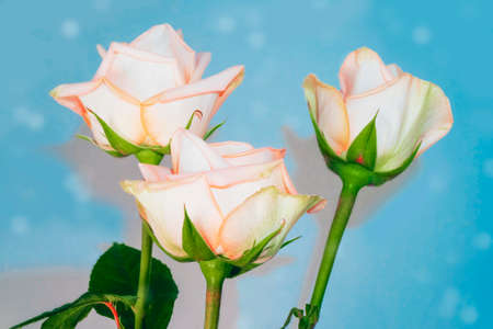 Bright colorful flower rose. natural floral background. Holiday greeting card.