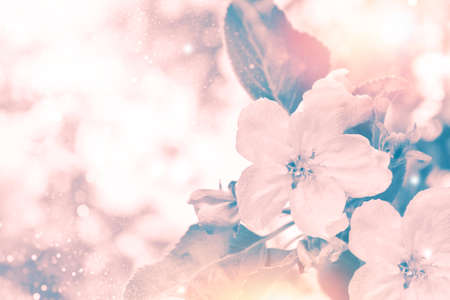 Blossoming branch apple. Bright colorful spring flowers. Beautiful nature sceneの写真素材