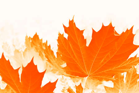 autumn landscape with bright colorful leaves. Indian summer. foliage.