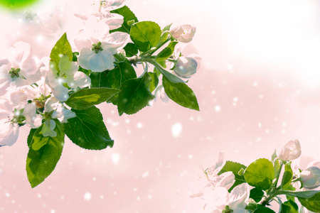 Blossoming branch apple. Bright colorful spring flowers. Beautiful nature scene