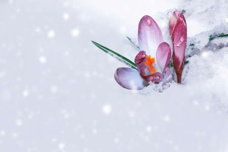 Bright colorful crocus flowers in the snow. spring garden.の写真素材
