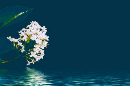 Spring branch of blossoming lilac. Beautiful violet Lilac flowerの写真素材