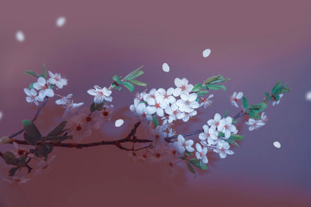 Blossoming branch cherry. Bright colorful spring flowers. Beautiful nature sceneの写真素材
