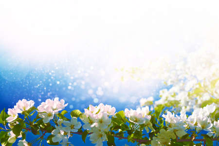 nature. Blossoming branch cherry. Bright colorful spring flowers