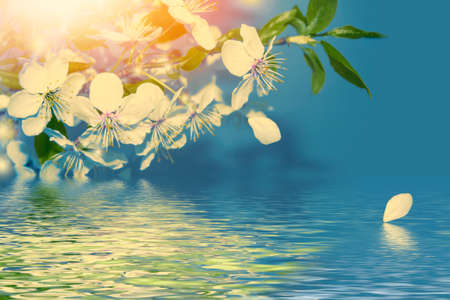 Blossoming branch cherry. Bright colorful spring flowers. Beautiful nature scene