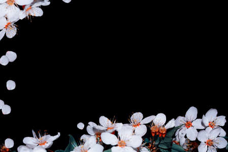 Flowering branch of cherry isolated on a black background. nature
