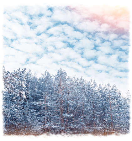Frozen winter forest with snow covered trees. outdoorの写真素材