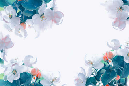 Flowering branch of apple isolated on a white background. nature